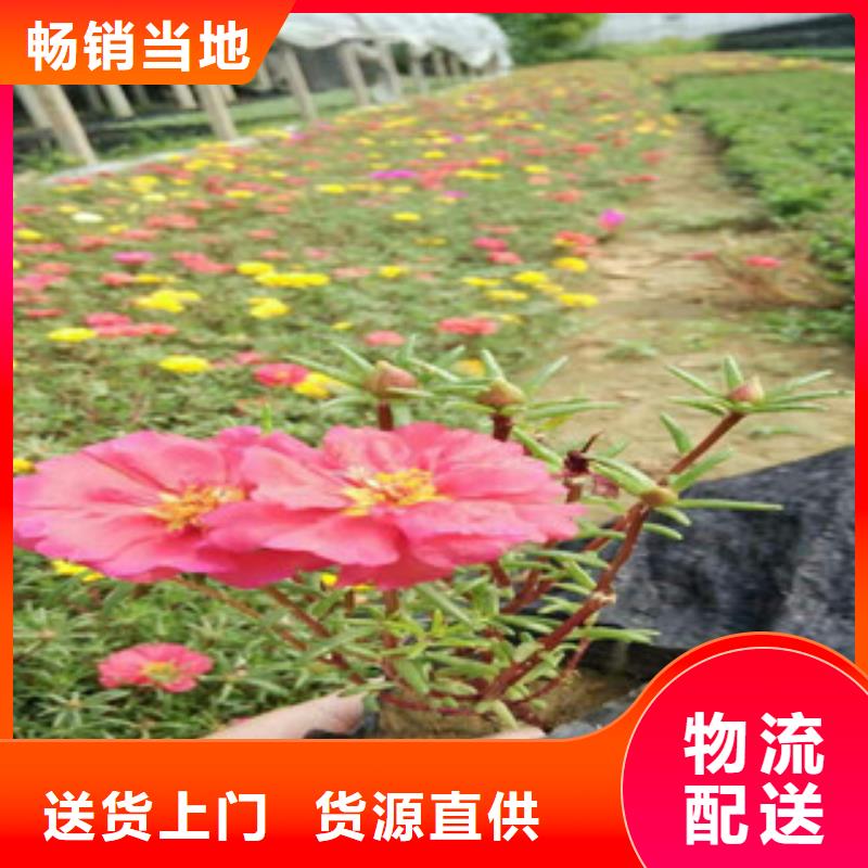 【花海景观五一国庆草花批发用心做好细节】品质优良