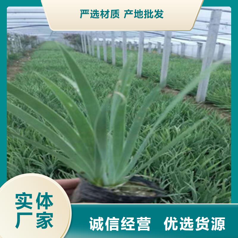 花海景观鲁冰花/粉黛乱子草多种规格供您选择工厂直营