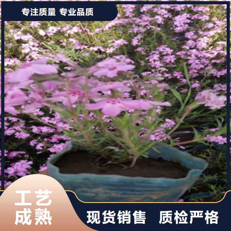 双色盆小丽花花海工程品种现货实拍