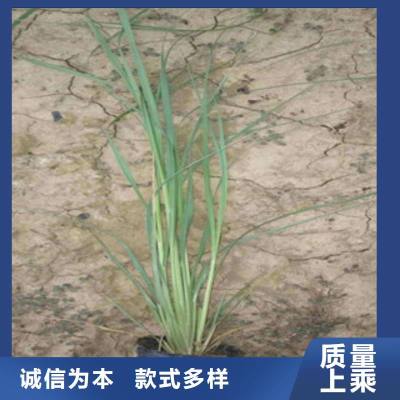 水生植物睡莲哪里有卖的量大从优