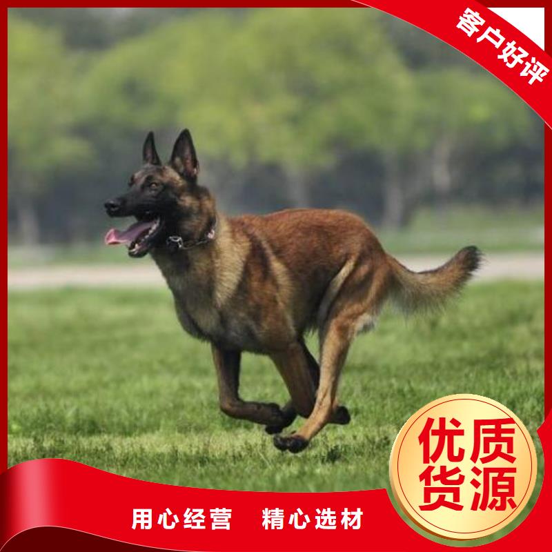 【图】【血统马犬】价格，图片本地供应商