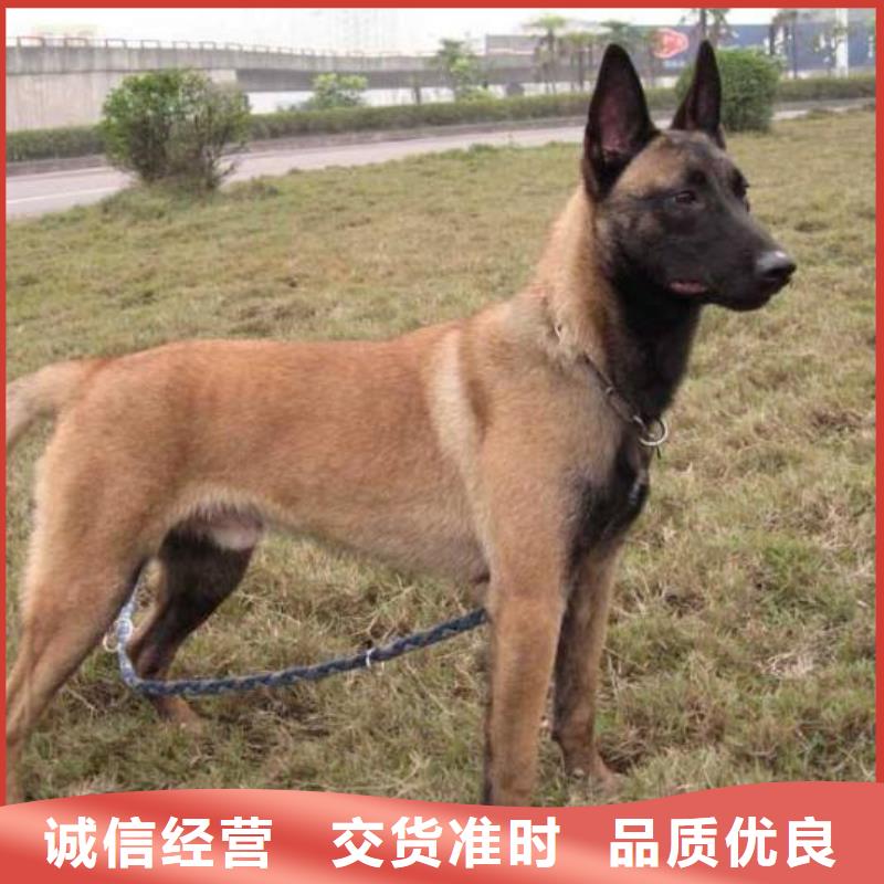 【马犬】幼犬质检合格发货