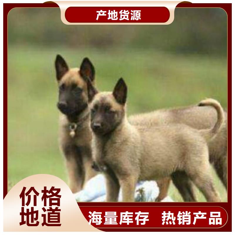 【图】【红马犬】性格怎么样？【CKU认证犬舍】附近货源