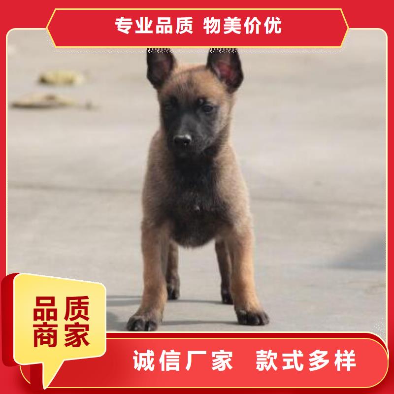 【图】【比利时马犬】血统纯正实力工厂