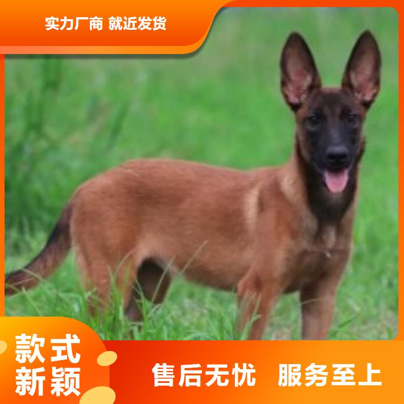 【图】【红马犬】繁育犬舍本地生产厂家