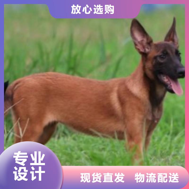 马犬血统纯正（CKU认证犬舍）质量优选