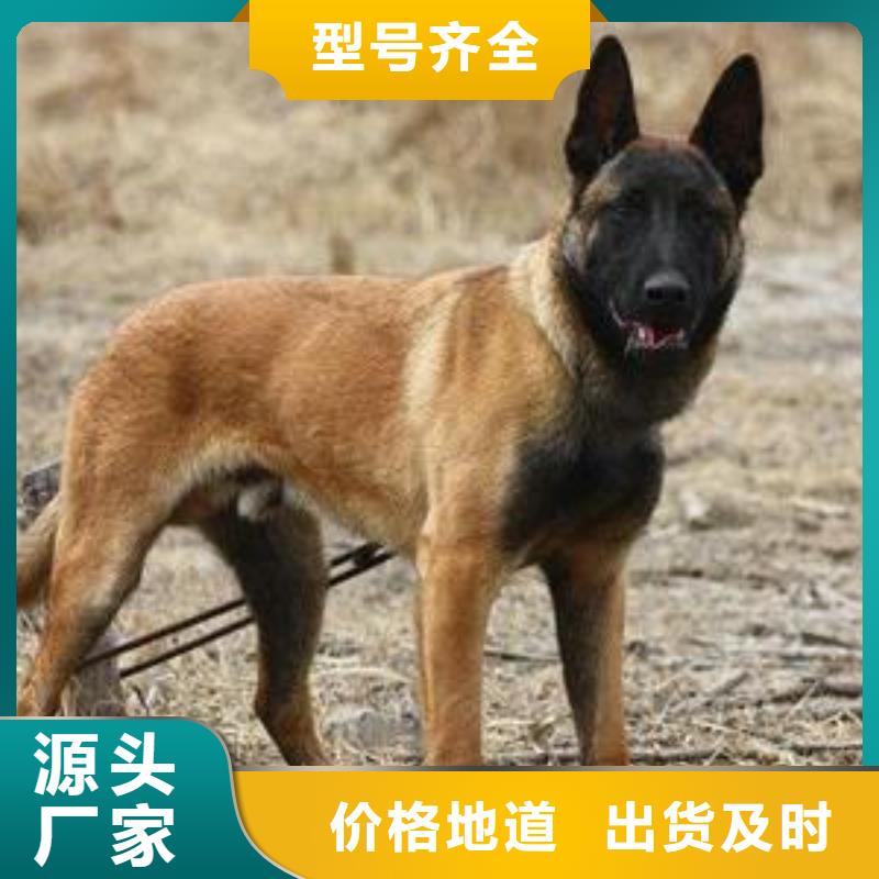 【图】【正宗马犬幼犬】性格怎么样？（CKU认证犬舍）附近厂家