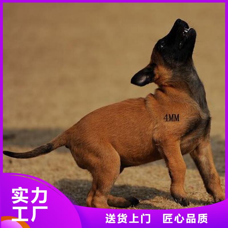 【图】【红马犬】繁育犬舍质优价廉