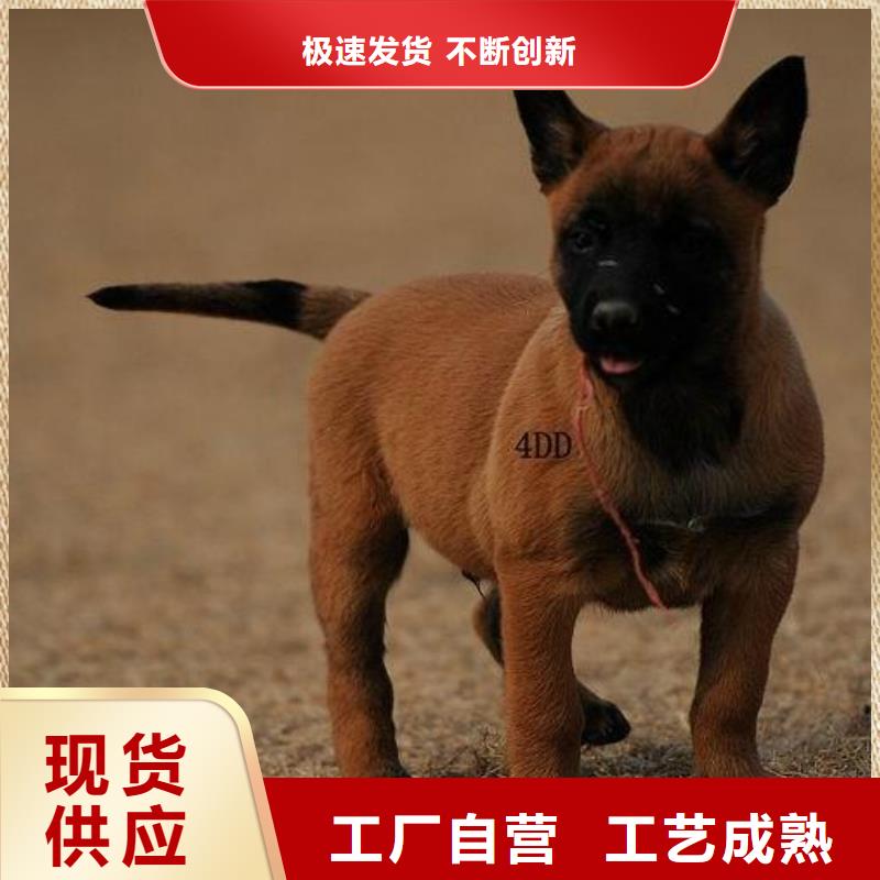 黑马犬哪里卖当地厂家