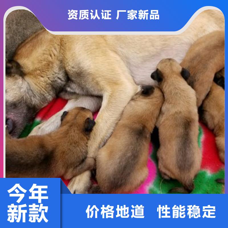 【图】【红马犬】繁育犬舍同城生产厂家