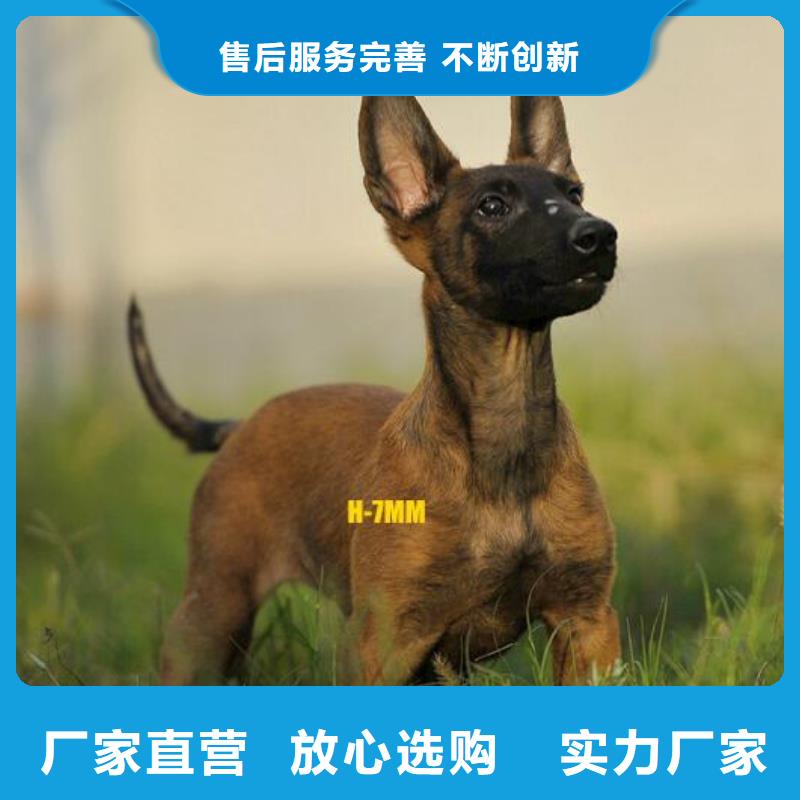 【图】【纯种马犬】多少钱一只生产安装