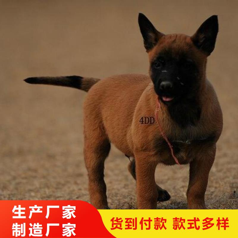 【图】【血统马犬】血统纯正【CKU认证犬舍】精工细作品质优良