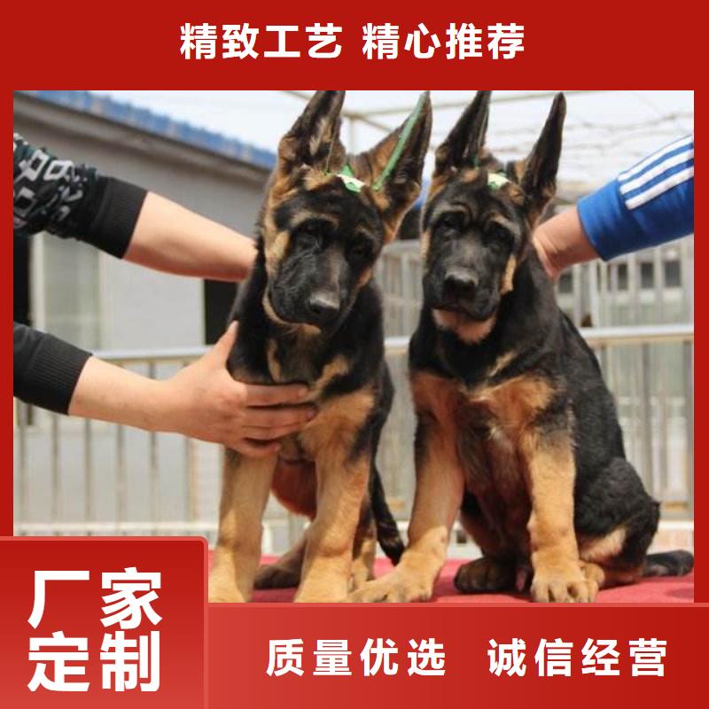 【德国牧羊犬】繁育犬舍同城生产厂家