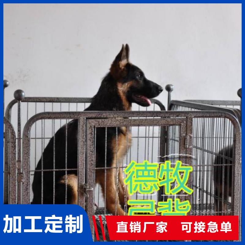 【德国牧羊犬】免费运输种类丰富