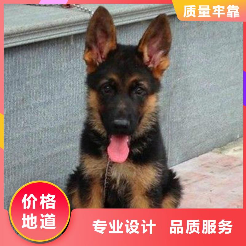 ​【纯种德国牧羊犬】价格多少质保一年