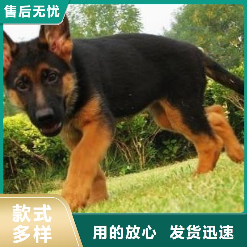 【赛级德国牧羊犬】血统纯正同城生产厂家