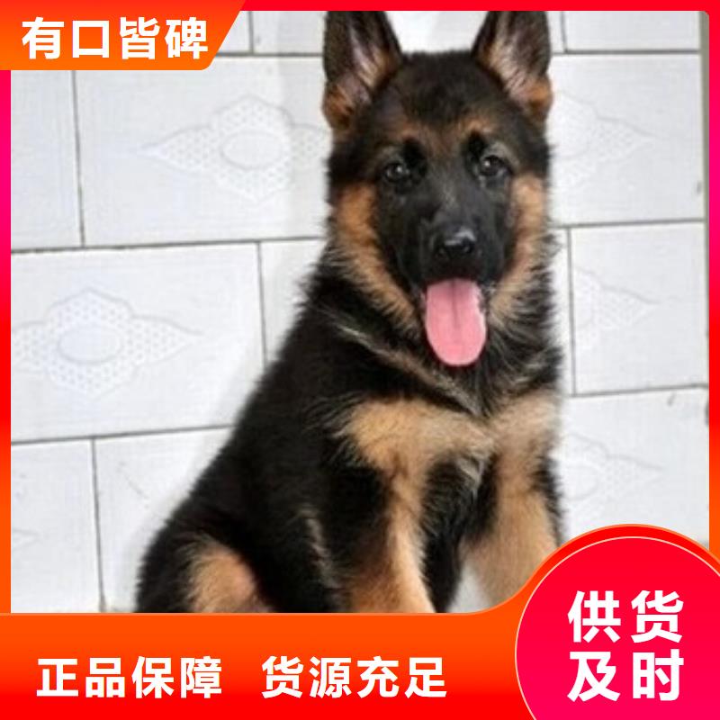 德国牧羊犬_杜宾犬诚信为本同城供应商