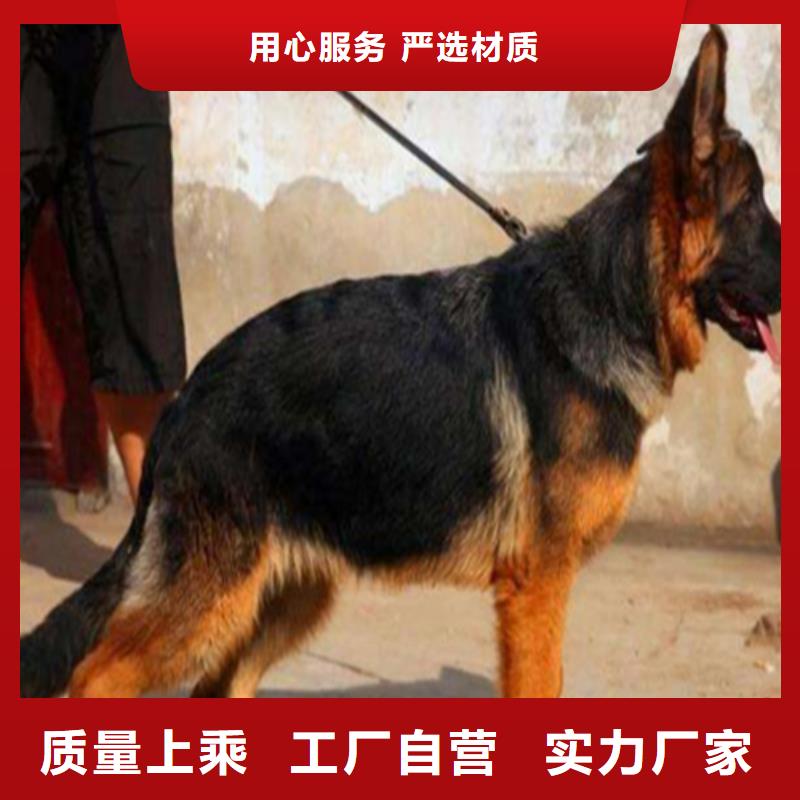 【纯种德国牧羊犬】血统纯正精心打造