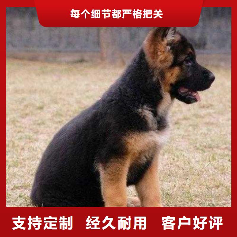 【赛级德国牧羊犬】性格怎么样？【CKU认证犬舍】一站式采购商