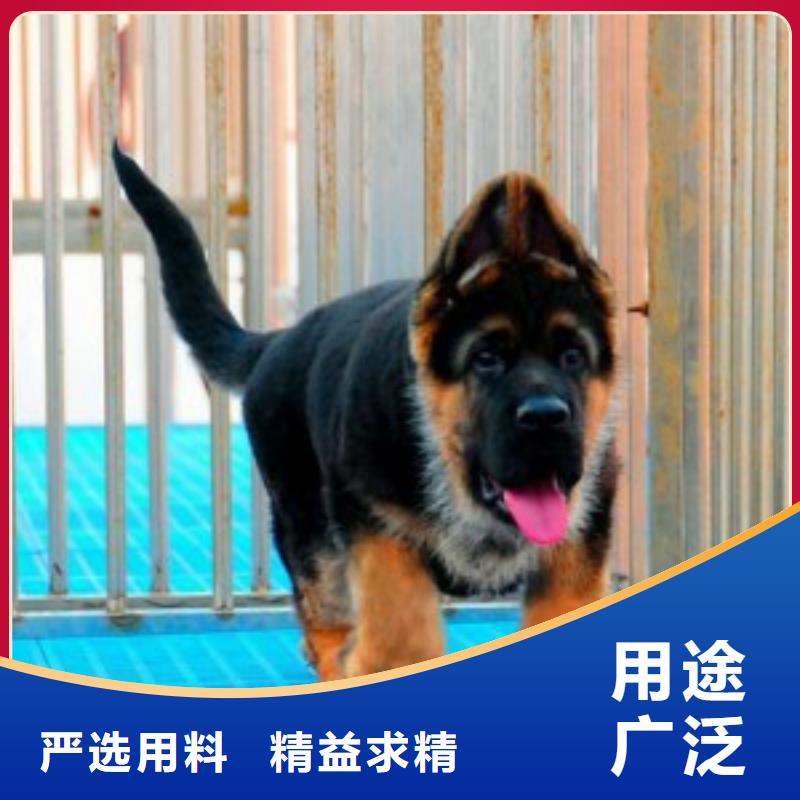 【德国牧羊犬】包邮附近公司