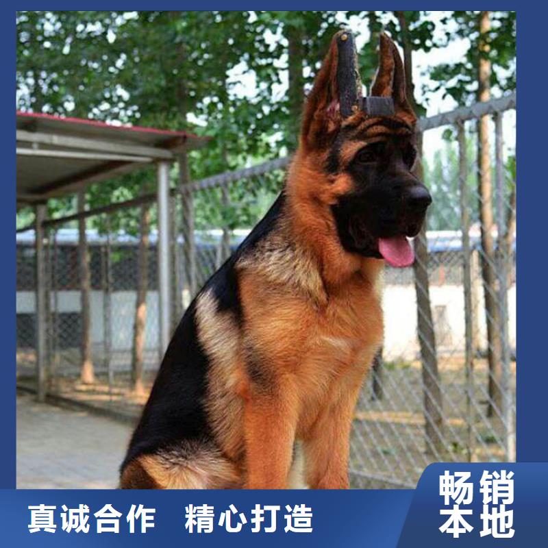 德国牧羊犬-【高加索犬】实力雄厚品质保障当地生产厂家