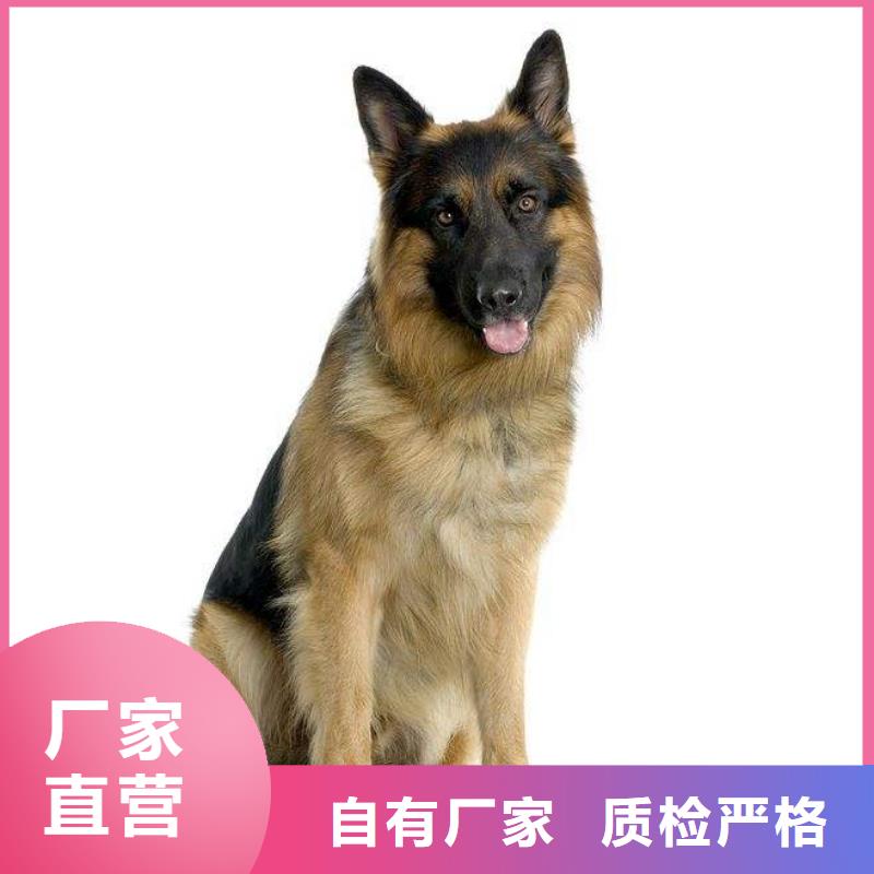 【德牧带芯片】繁育犬舍敢与同行比价格