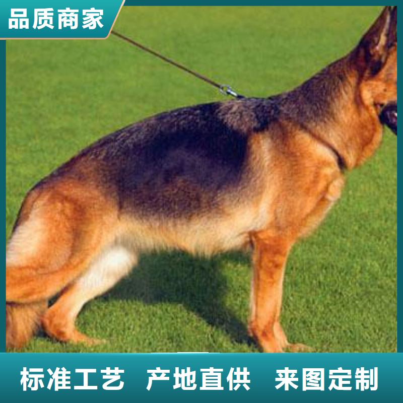 德牧哪里买（CKU认证犬舍）低价货源