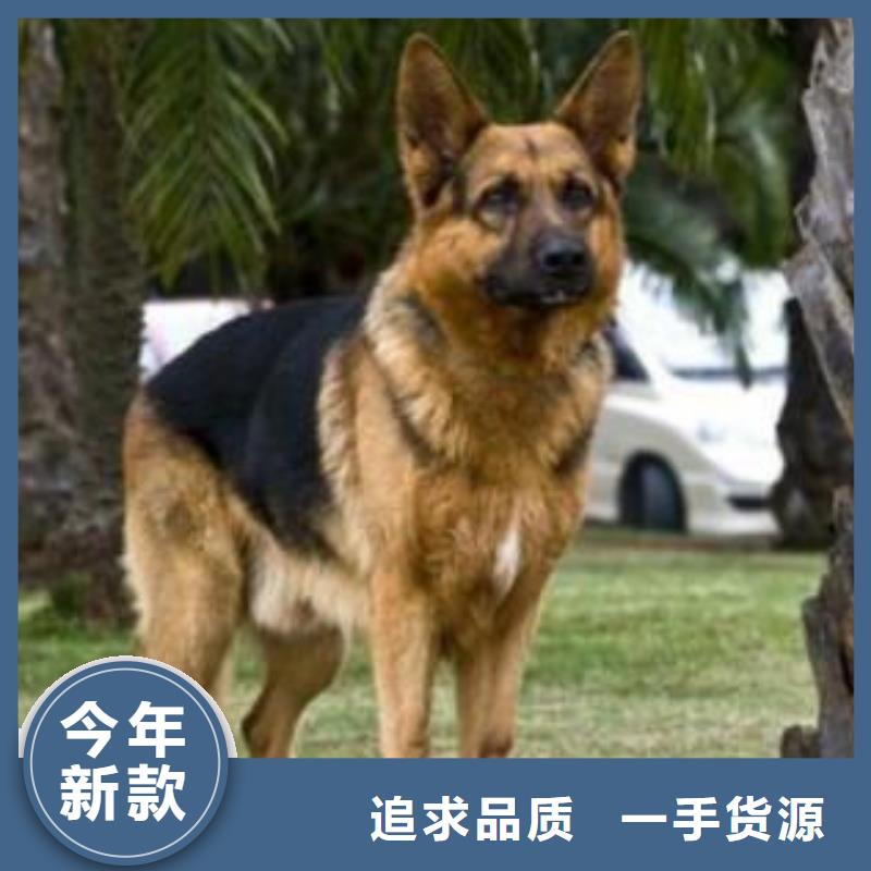 德国牧羊犬黑狼实体诚信厂家附近厂家