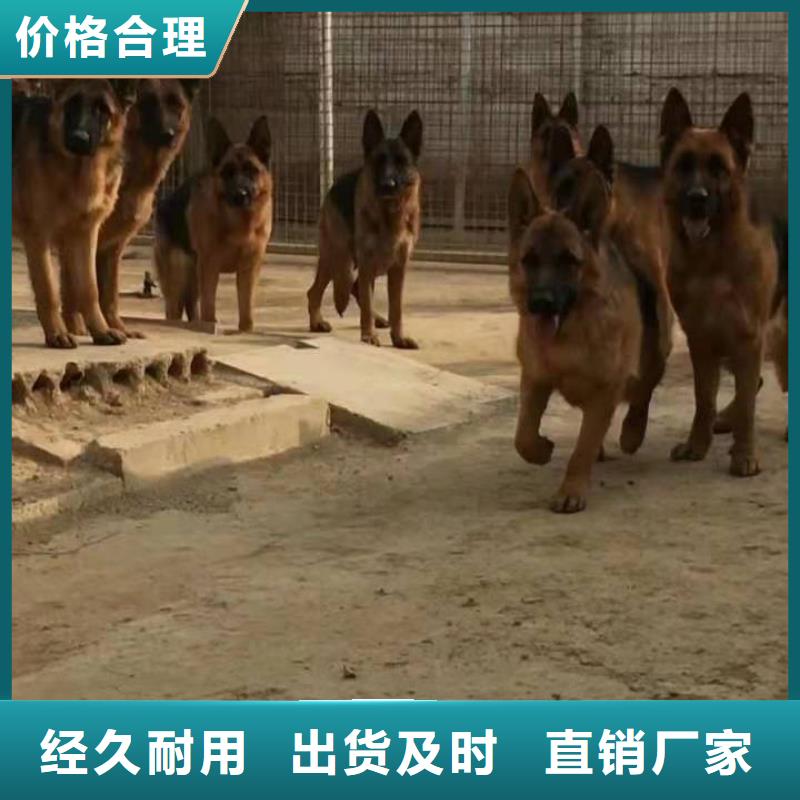 德国牧羊犬,德牧犬多种规格供您选择专业生产品质保证