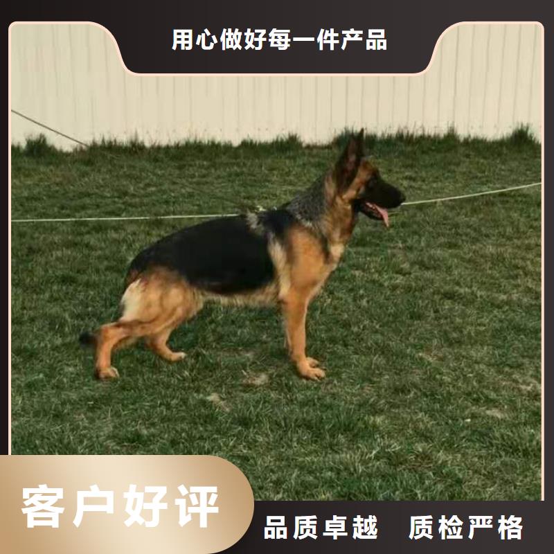 德国牧羊犬比特犬质优价廉免费安装