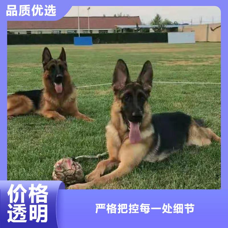 德国牧羊犬杜高犬自产自销优质材料厂家直销