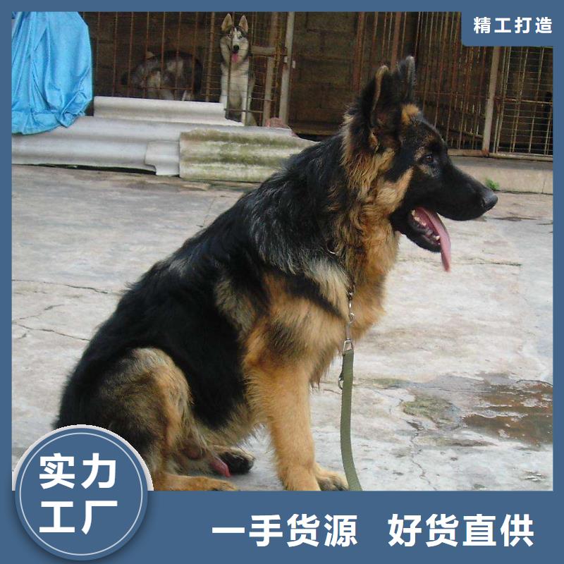 【德国牧羊犬杜高犬本地厂家值得信赖】附近品牌