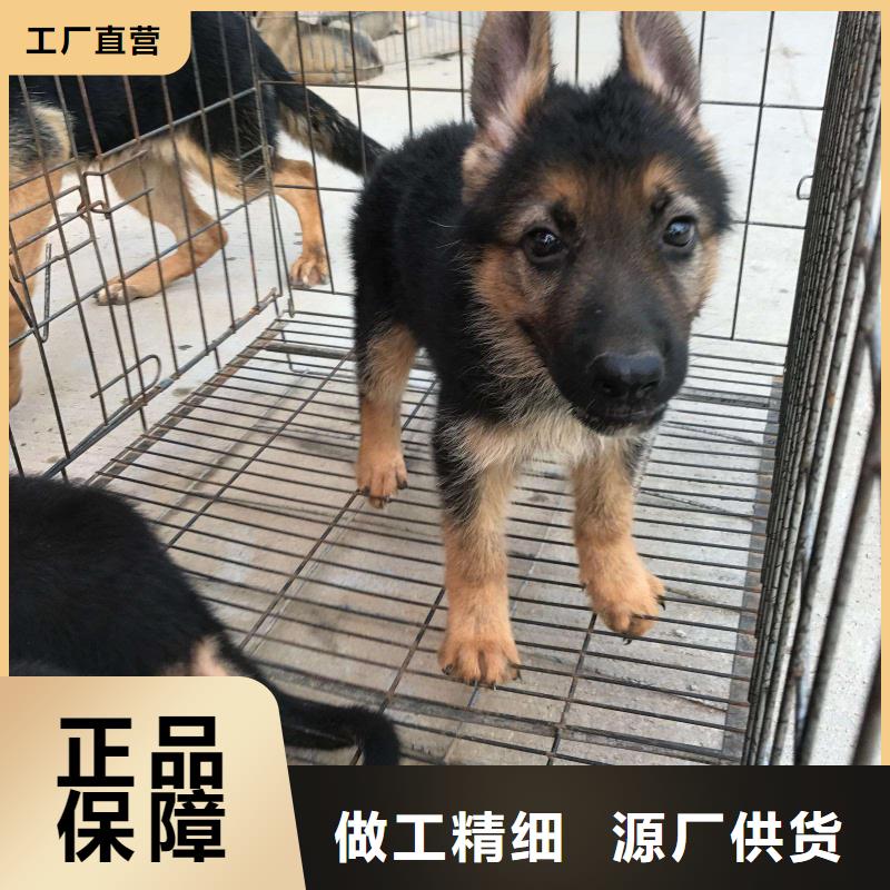 德国牧羊犬德牧犬厂家直销货源充足一站式厂家