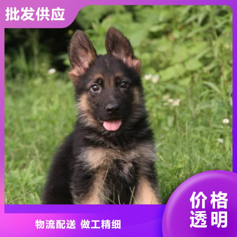 【图】【纯种德国牧羊犬】价格多少（CKU认证犬舍）本地供应商