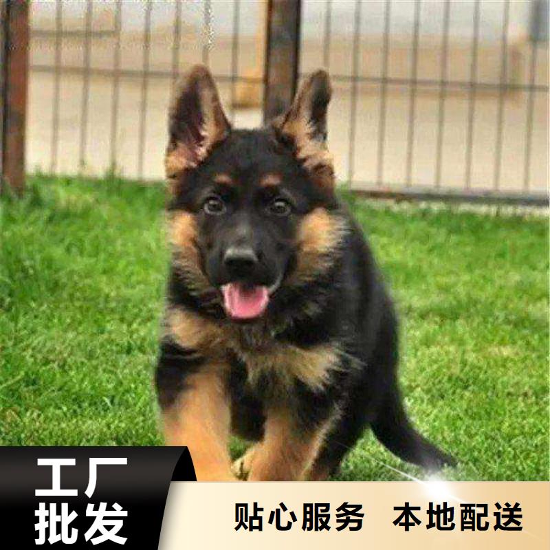 德国牧羊犬【拉布拉多犬】品牌专营无中间商厂家直销