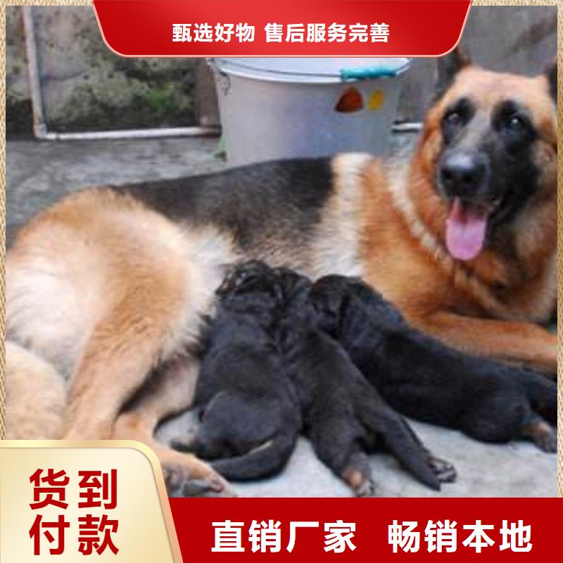 【德国牧羊犬】血统纯正品种全