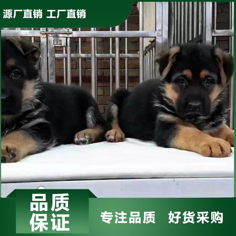 【德国牧羊犬】防疫健全原料层层筛选