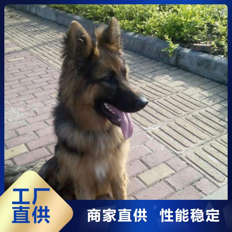 【图】【纯种德国牧羊犬】繁育犬舍（CKU认证犬舍）品质无所畏惧