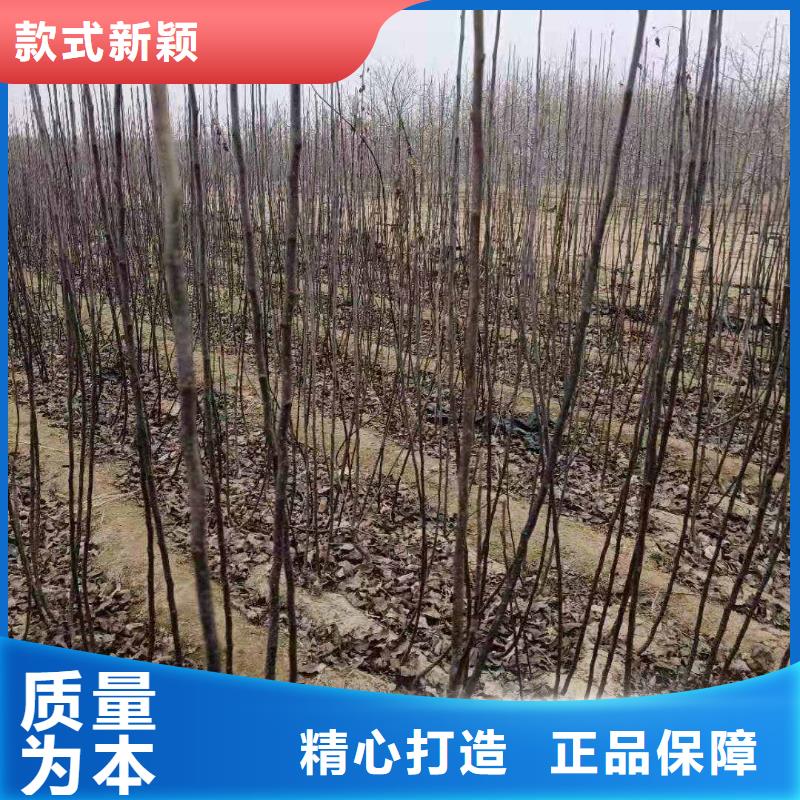 梨杜梨苗精致工艺当地品牌