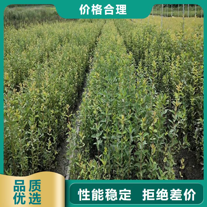 北美冬青苹果苗支持定制用心做好每一件产品