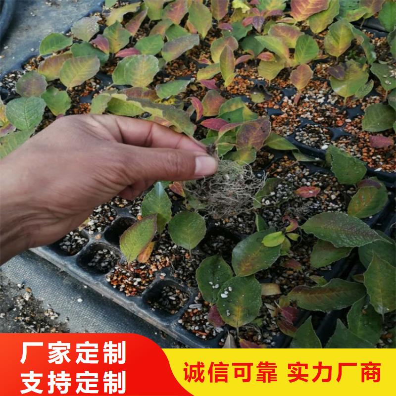 北美冬青-无花果苗专业信赖厂家国标检测放心购买