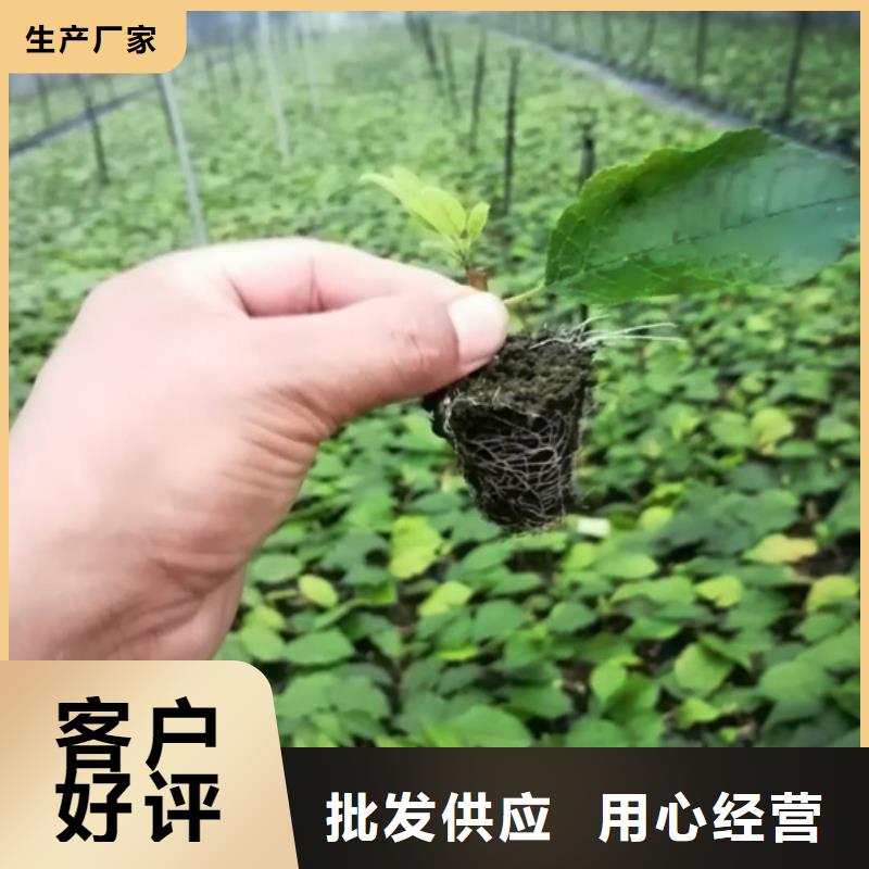 北美冬青苹果苗N年专注实体厂家