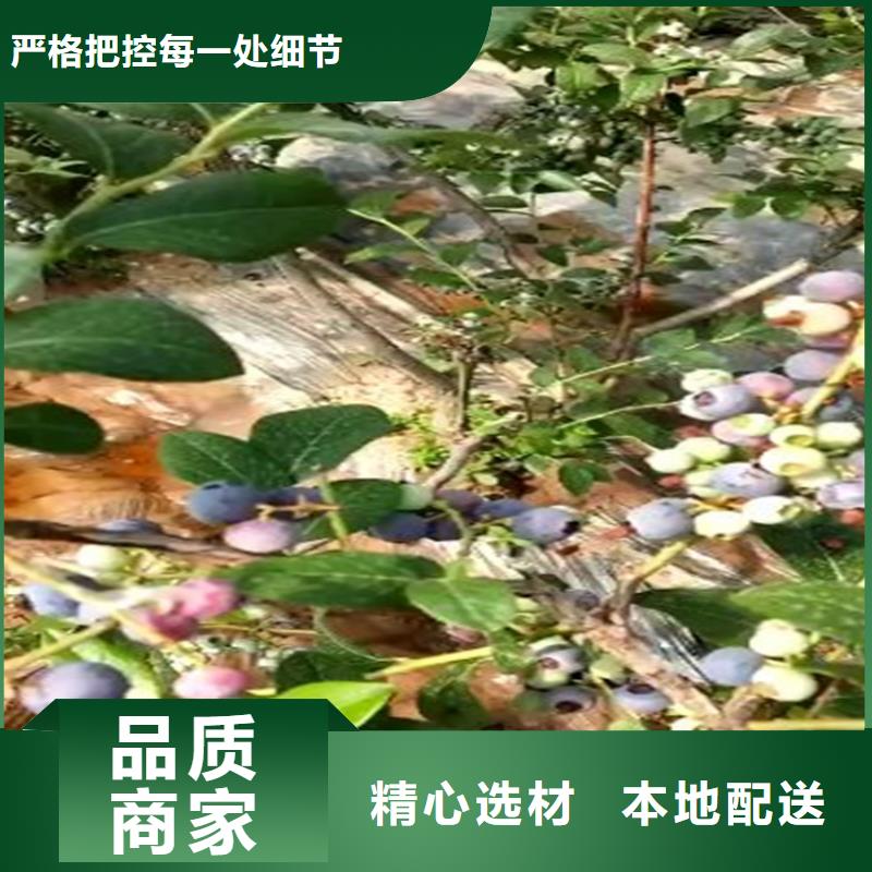 蓝莓苗【桃树苗】制造生产销售源头厂家量大价优