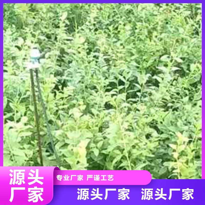 蓝莓苗樱桃苗核心技术当地公司