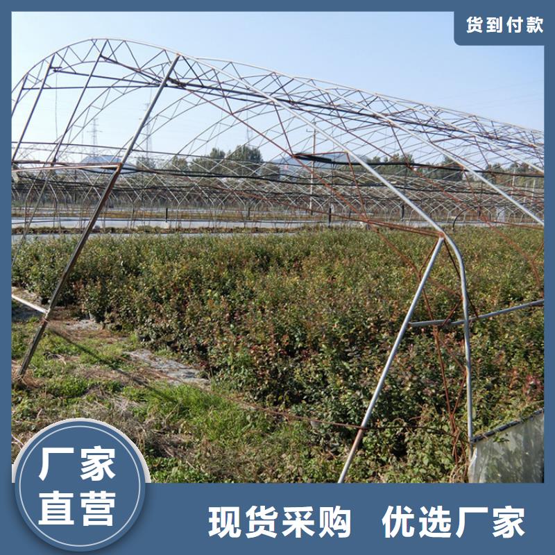 【蓝莓苗无花果苗质量好】当地制造商