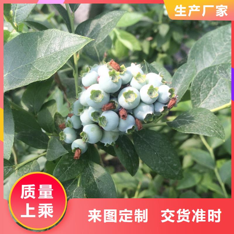 【蓝莓苗苹果苗销售的是诚信】同城经销商