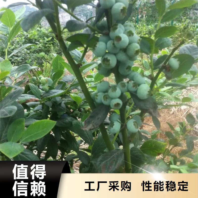 蓝莓苗【樱桃苗】严格把控每一处细节本地厂家值得信赖