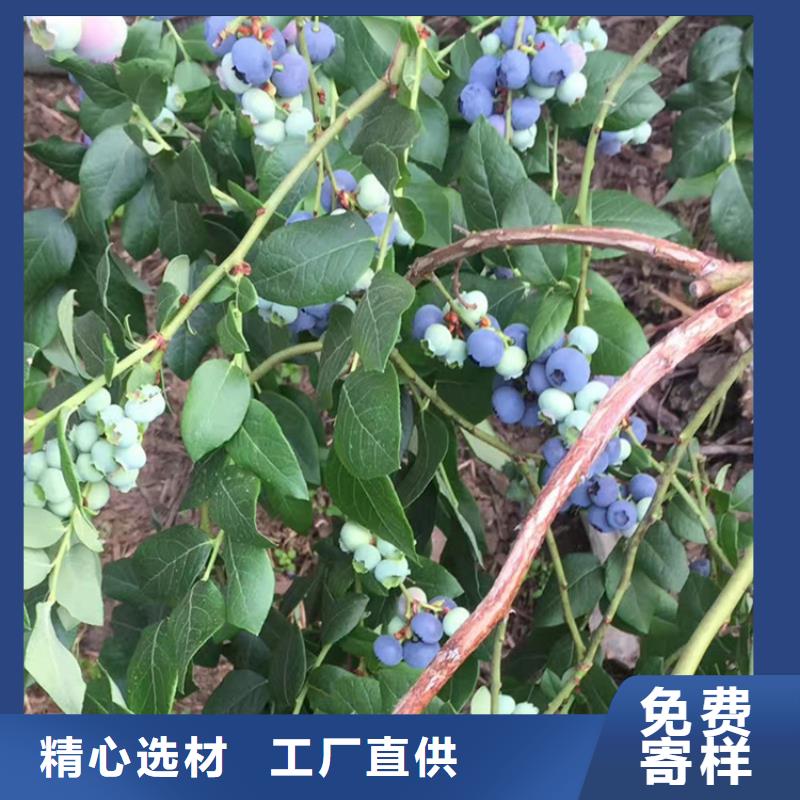 蓝莓苗让利客户出货快