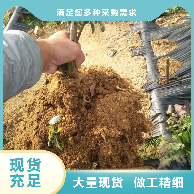 蓝莓苗-苹果苗订制批发重信誉厂家