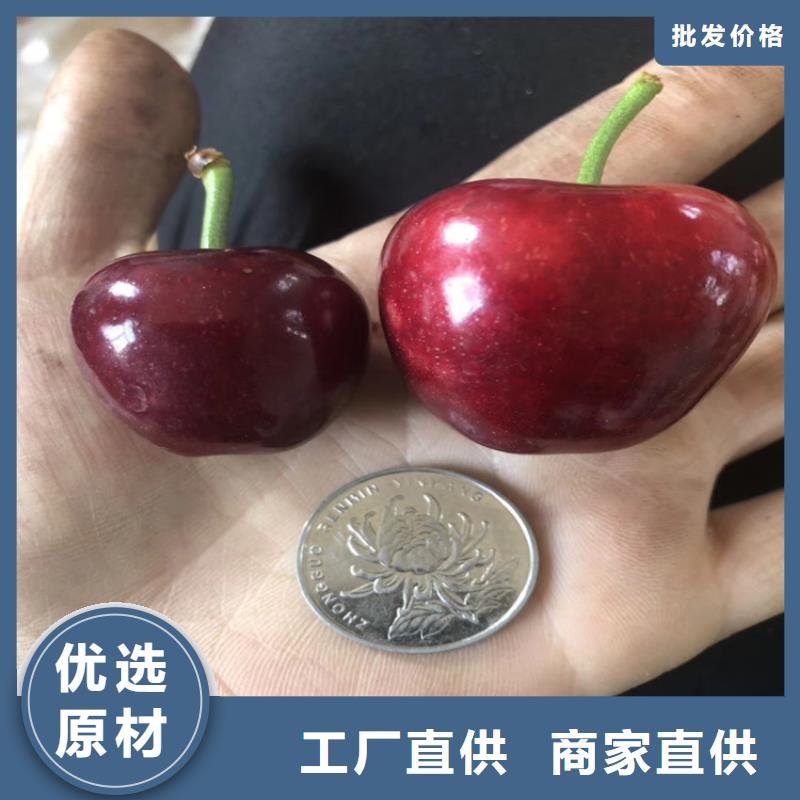 樱桃,玛瑙红石榴苗信誉至上核心技术